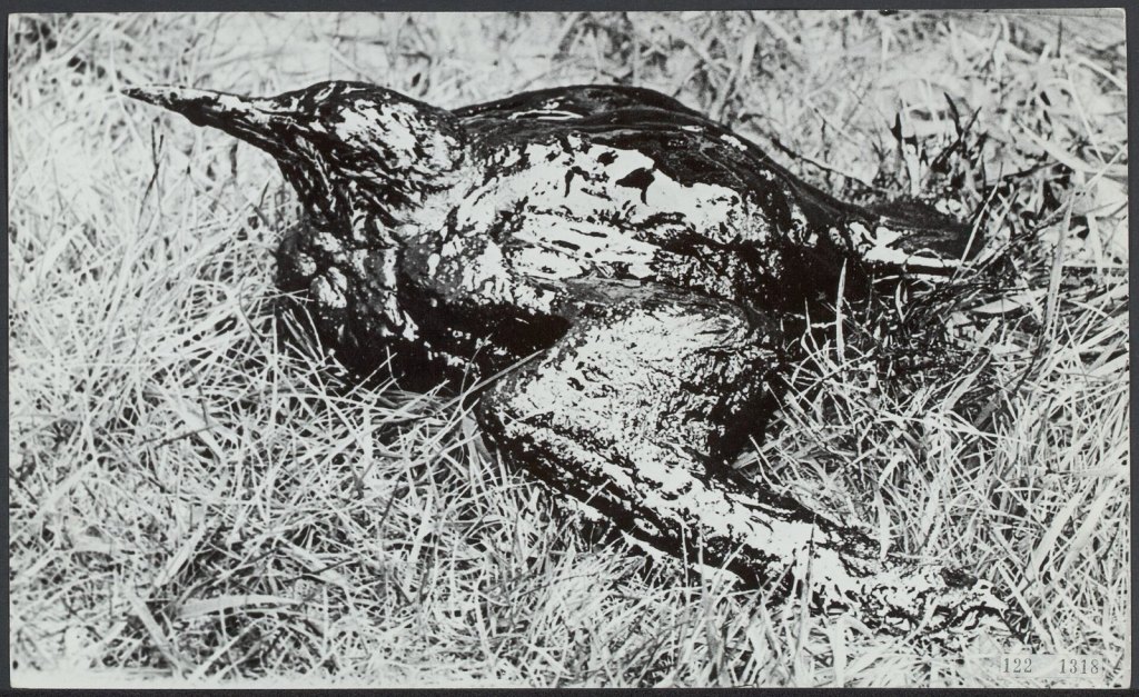 Torrey Canyon: The 1967 Tanker Spill on the Seven&nbsp;Stones